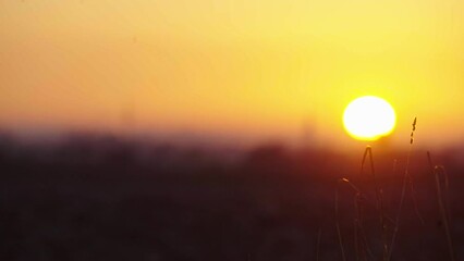 Wall Mural - sunset with flower in the foreground