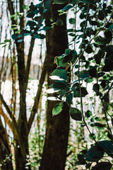 Wall Mural - Vertical shot of tree branches in the daytime