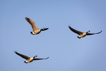 Canvas Print - Flock of geese soaring through a pristine blue sky