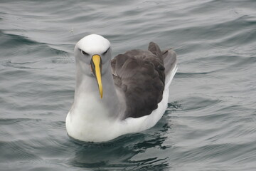 Wall Mural - Closeup shot of a Buller's albatross swimming in the ocean