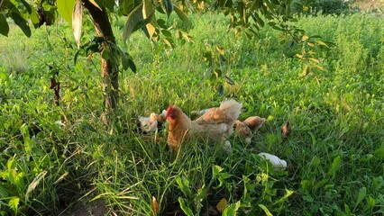 Canvas Print - Chicken and the chicks searching for food in the green field