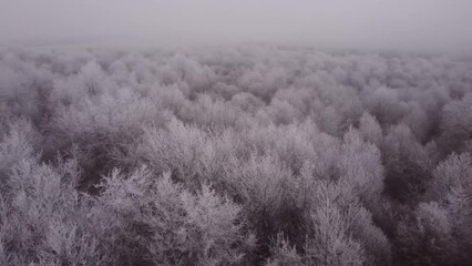 Sticker - Aerial video of a forest covered with snow on a foggy mysterious day