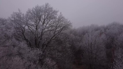 Wall Mural - Aerial video of a forest covered with snow on a foggy mysterious day