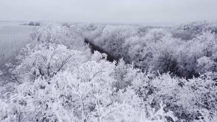 Canvas Print - Aerial video of a forest covered with frozen trees and snow on a foggy day