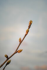 Poster - Close-up image of a newly sprouting flower buds, about to burst into bloom