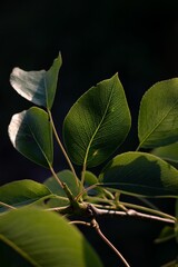 Poster - Close-up of a beautiful tree branch with green leaves