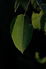 Close-up of a vibrant green leaf, lightly illuminated by sunlight