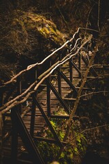 Sticker - a wooden bridge crosses over a forest filled with moss and trees