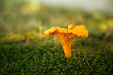 Chanterelle Mushroom In A Forest. Edible Mushroom.
