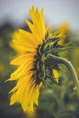 Canvas Print - Vibrant, sunny field of lush sunflowers growing in cohesion