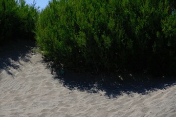 Sticker - Lush green shrubbery situated along a sandy beach.