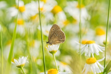 Sticker - Close-up of a brown black-brown eye (Aphantopus hyperantus) butterfly perched atop white flowers