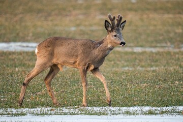 Poster - European roe deer walking through a lush grassy meadow