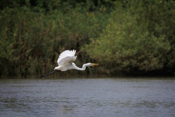 Sticker - White egret soaring in flight, reflected in the tranquil waters below