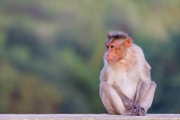 Poster - Adorable primate sits atop a concrete wall, surrounded by a lush, green forest in the backdrop.