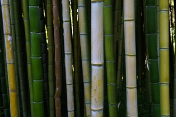 Closeup shot of a single stalk of bamboo, showing intricate details of its pattern and texture
