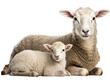 Protective Ewe and Lamb, Transparent Background