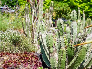 picturesque scene featuring an array of cacti growing at a park