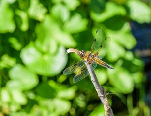 Wall Mural - Close-up of a dragonfly sitting on a stick against lush green leaves