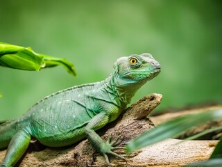 Poster - Close-up of a small, green plumed basilisk standing on a tree trunk