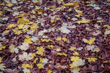 Wall Mural - Landscape of colorful autumn foliage, with yellow and red leaves scattered across the ground