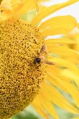 Sticker - Closeup of bee sipping nectar from sunflower