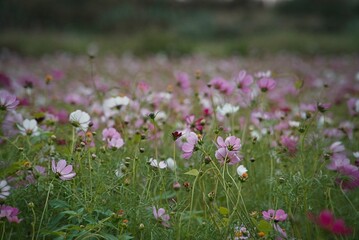 Wall Mural - pink and white flowers in a field during the day light