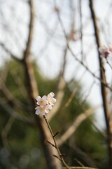 Sticker - Selective focus shot of a blooming tree branch