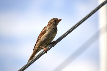 Wall Mural - Cute sparrow perched on a thin wire.