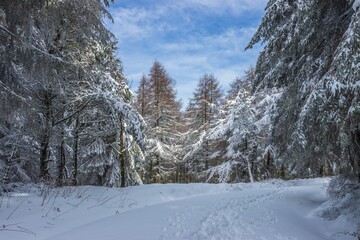 Wall Mural - Tranquil winter scene of a snow-covered trail surrounded by lush evergreen trees in the background