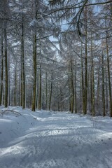 Canvas Print - Trail through a snowy forest with snow-covered trees in the foreground