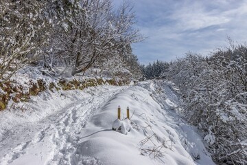 Canvas Print - Scenic path through a dense winter forest, blanketed in a layer of pristine snow