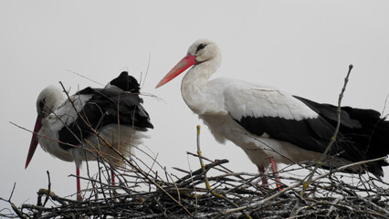 Sticker - Close-up shot of a pair of storks standing in a nest