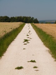 Poster - Scenic dirt road winding through a picturesque golden wheat field in southern Germany in summer