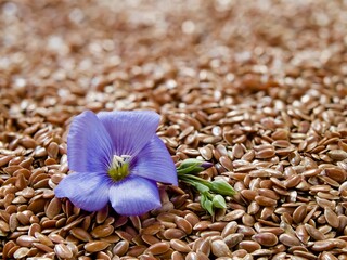 Canvas Print - Closeup of a vibrant Flax with a blurry background