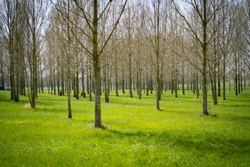 Wall Mural - the trees are bare and green in the field are green