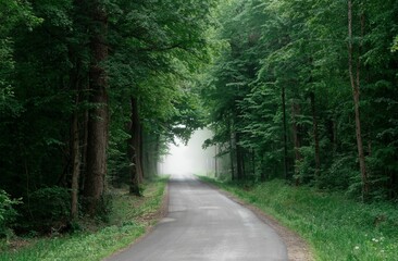 Sticker - Scenic dirt path winding through a lush, verdant forest.