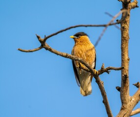 Canvas Print - Close-up of a Brahminy starling standing on a tree branch against a blue sky