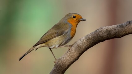 Wall Mural - Closeup of a European robin bird perched on a tree branch