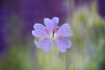 Poster - Closeup of a purple Geranium flower in a field