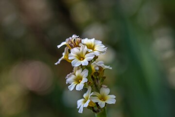 Poster - Closeup of Sisyrinchium striatum flowers in a field