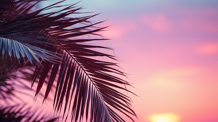 palm leaves against clear evening or morning pink sky with copy space