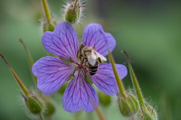 Wall Mural - Closeup of a bee perched on a purple blooming flower in a field