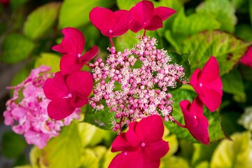 Wall Mural - closeup shot of a pink hydrangea flower in a garden setting