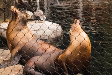 Sticker - Sea lions on the rocks in pond in zoo seen through the fence