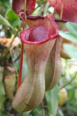 Sticker - Vertical closeup of a nepenthes, also known as tropical pitcher plant or monkey cup