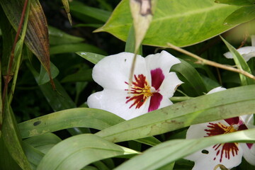 Wall Mural - Closeup shot of a miltonia orchid flowers growing among green leaves in the garden on a sunny day