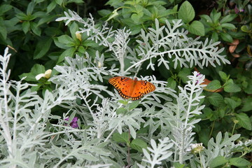 Wall Mural - Beautiful shot of a passion butterfly perching on a plant in the garden on a sunny day