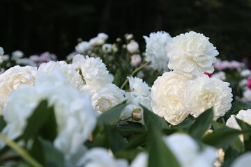 Canvas Print - Selective focus shot of white peonies blooming in the garden on a sunny day with blurred background