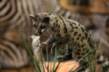 Wall Mural - Closeup shot of a common genet